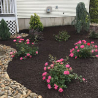 Hattoy's residential landscaping services, beautiful flower beds