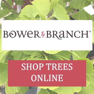 Shop Bower & Branch Online