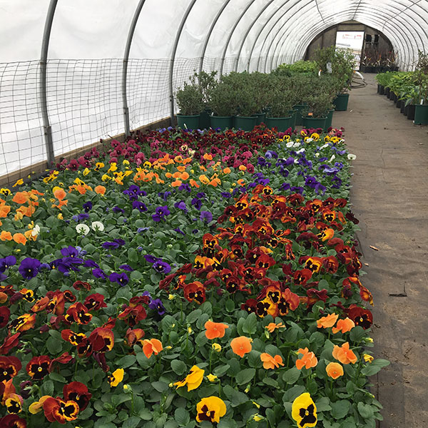 Hattoy's Greenhouses growing annuals