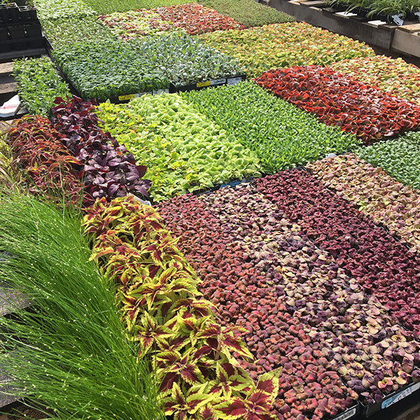 Hattoy's Nursery stocks Coleus 