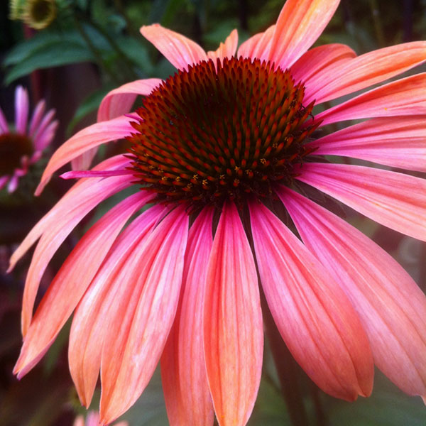 Hattoy's Nursery carries perennials