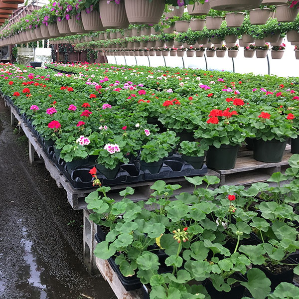 Hattoy's keeps annuals growing