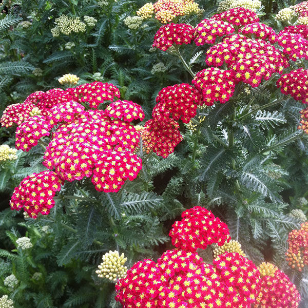 Hattoy's Nursery Yarrow