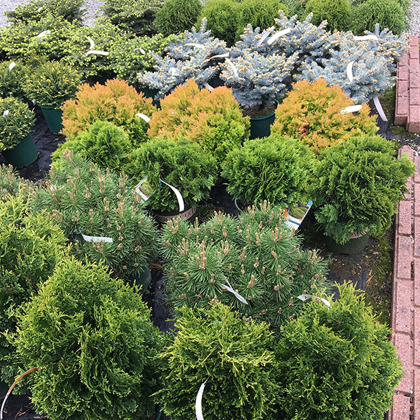 Hattoy's Garden Center Shrubs