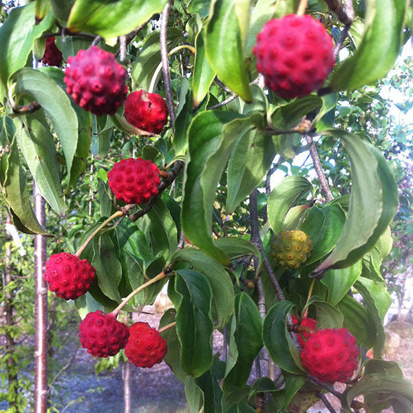 Hattoy's Carries Dogwood Trees